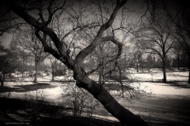 Central Park, New York City. Nikon D90